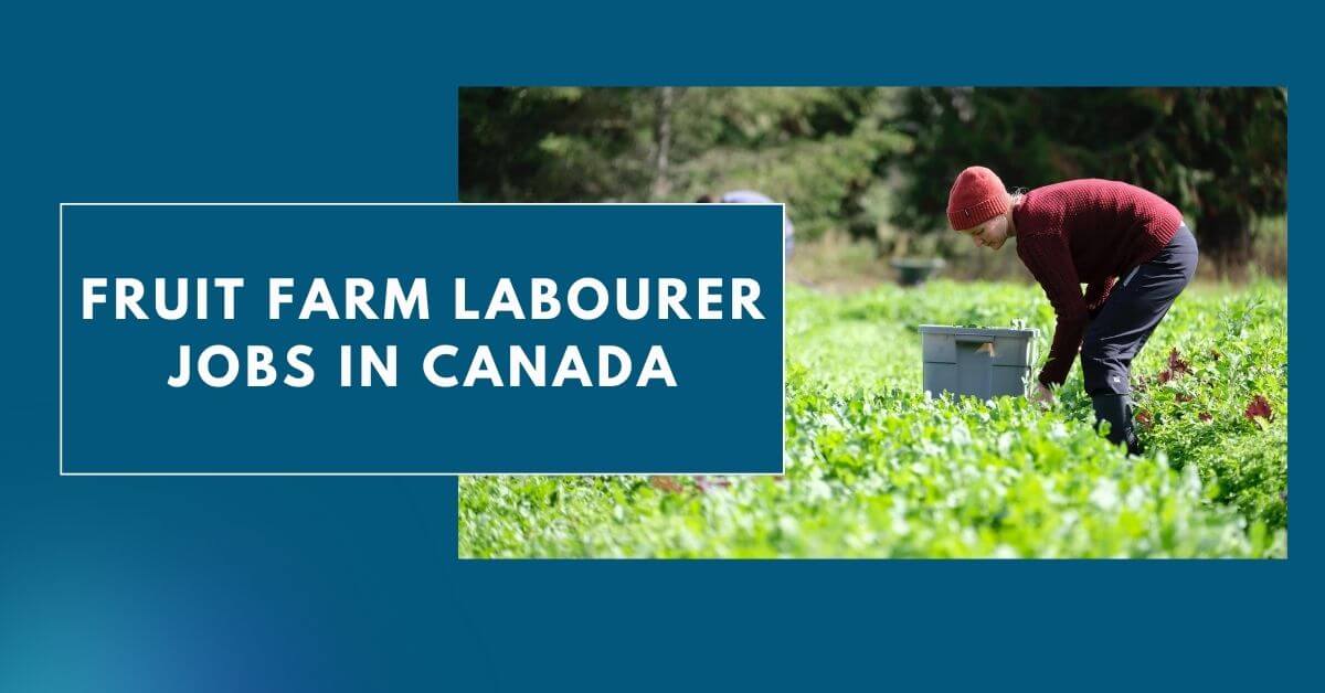 Fruit Farm Labourer Jobs in Canada
