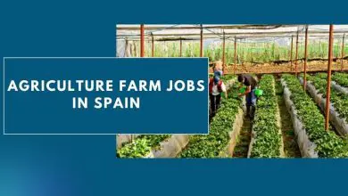 Photo of Agriculture Farm Jobs In Spain 2024 – Visa Sponsorship