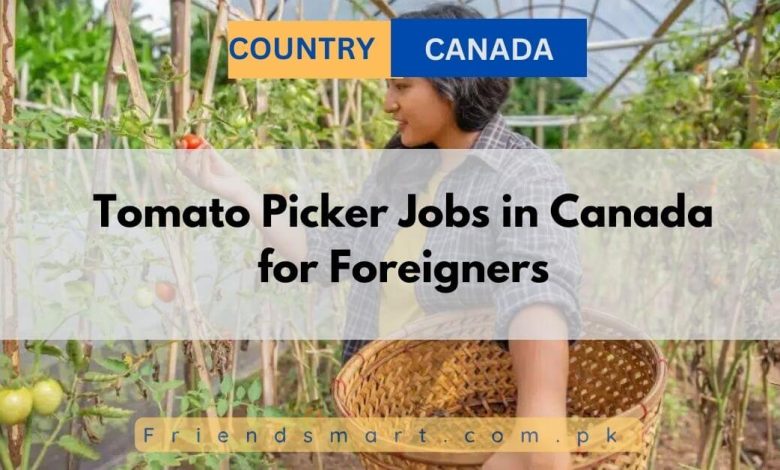 Tomato Picker Jobs in Canada for Foreigners 2024