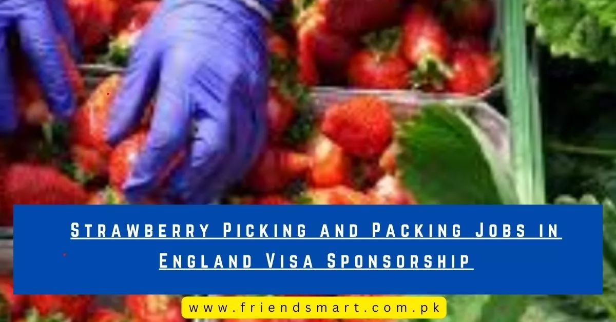 Strawberry Picking and Packing Jobs in England Visa Sponsorship