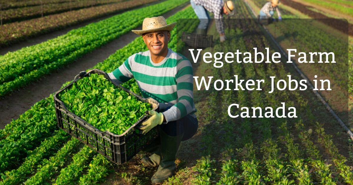 Vegetable Farm Worker Jobs in Canada