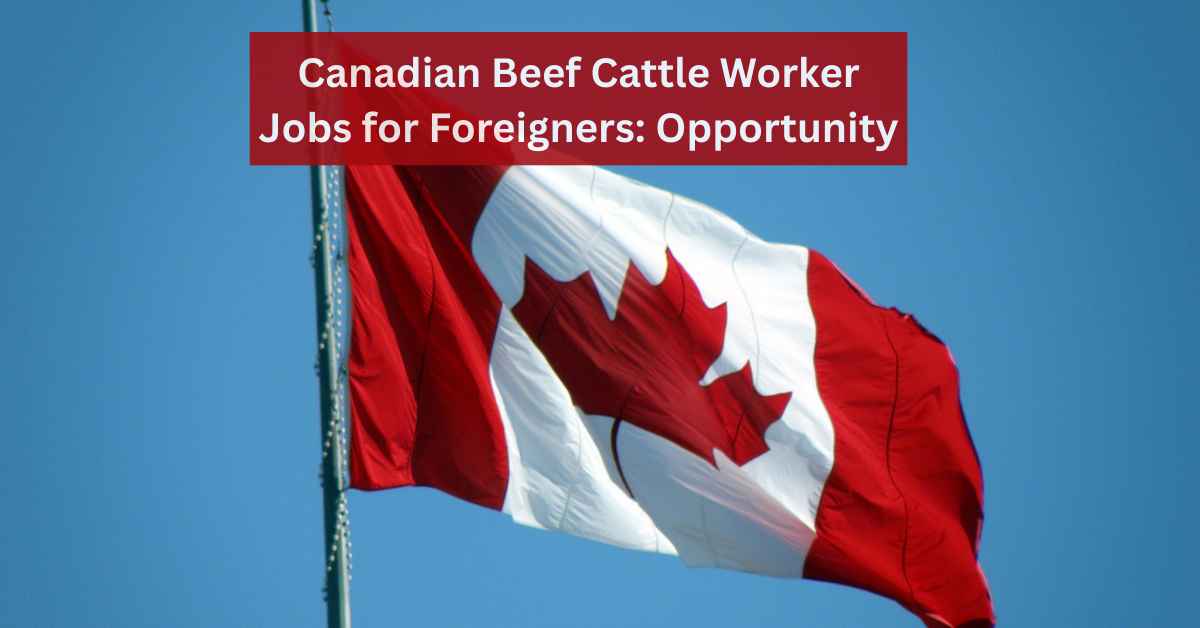 Canadian Beef Cattle Worker Jobs for Foreigners Opportunity