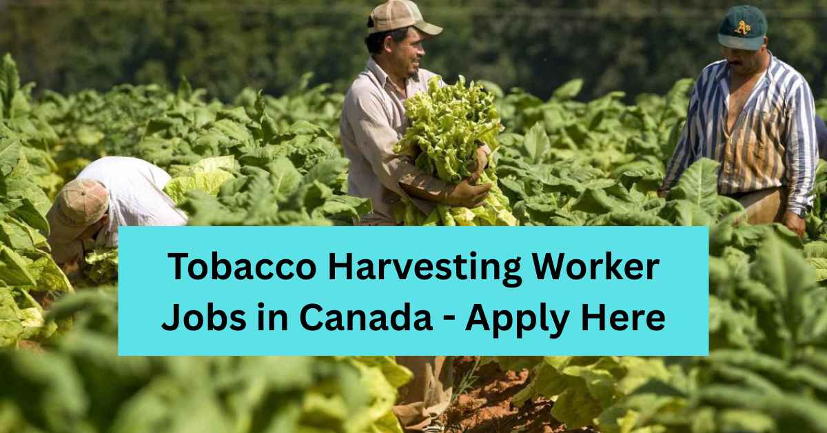 Tobacco Harvesting Worker Jobs in Canada - Apply Here