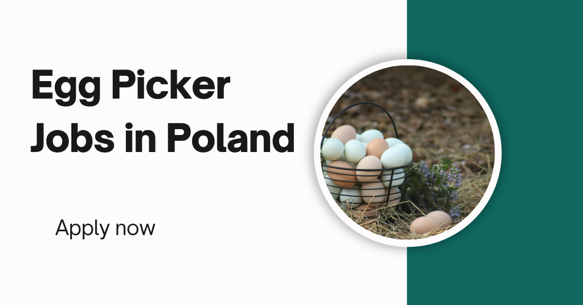 Egg Picker Jobs in Poland