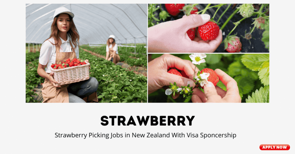 Strawberry Picking Jobs in New Zealand with Visa Sponsorship