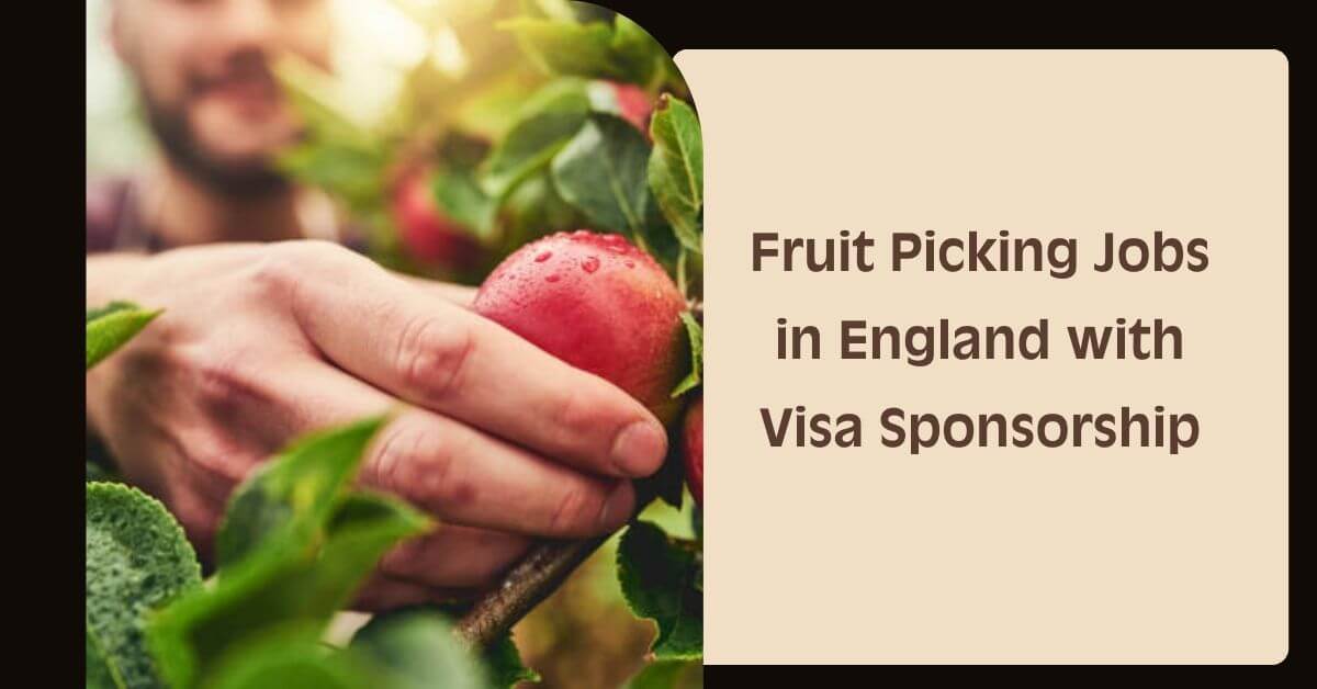 Fruit Picking Jobs in England with Visa Sponsorship
