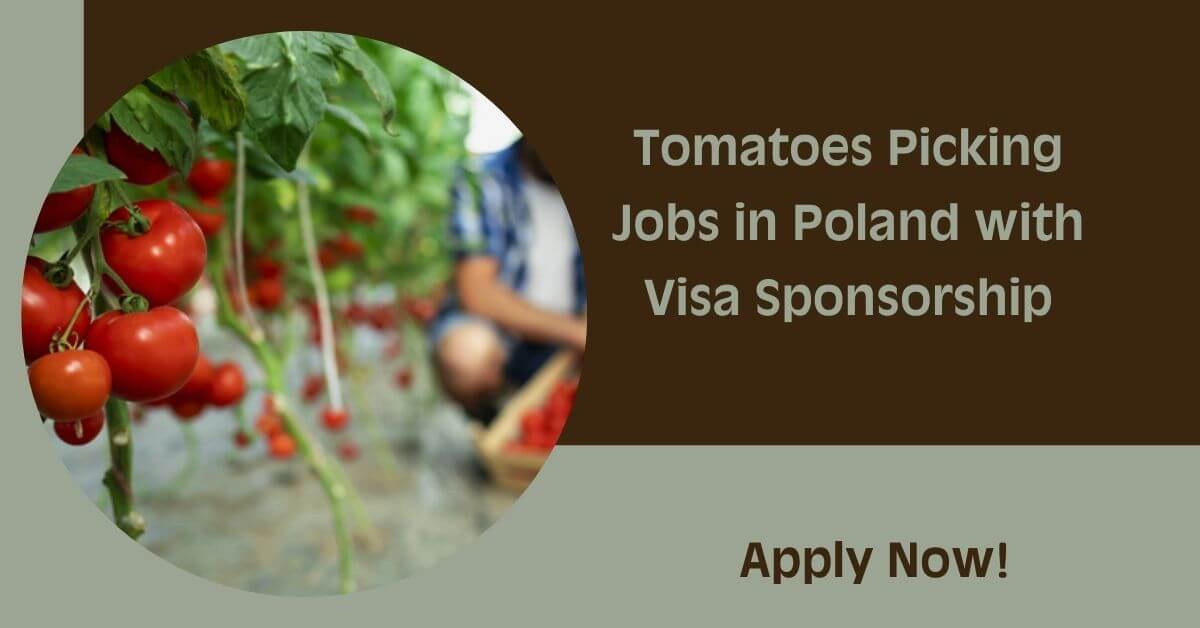 Tomatoes Picking Jobs in Poland with Visa Sponsorship