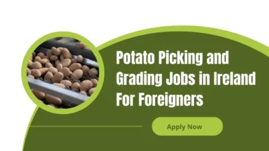 Photo of Potato Picking and Grading Jobs in Ireland For Foreigners