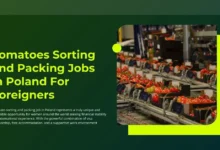 Photo of Tomatoes Sorting and Packing Jobs in Poland For Foreigners